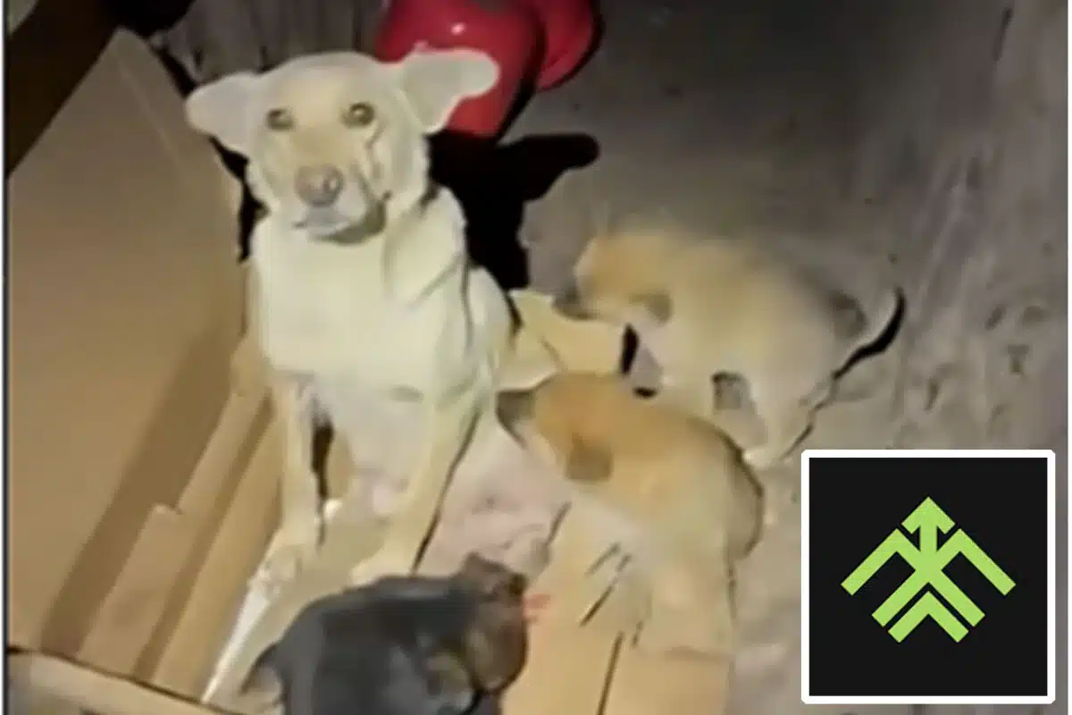 5 щенков спасли прямо с линии фронта: украинские защитники из бригады Национальной гвардии «Хартия» использовали наземный робот-комплекс - видео